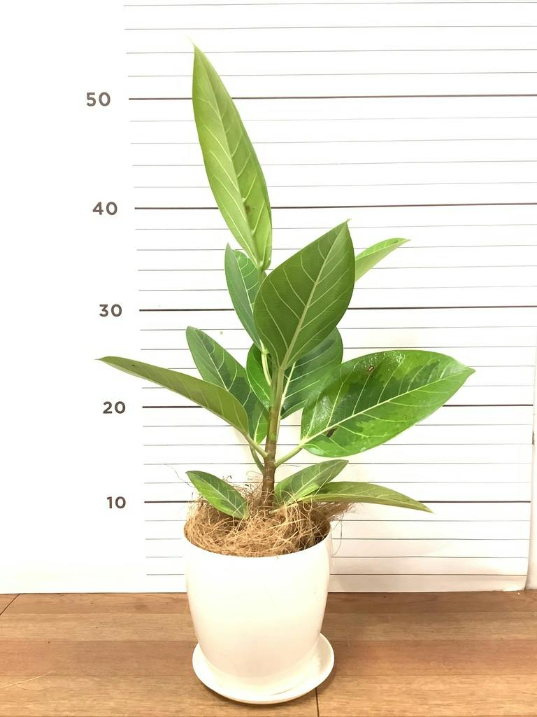 フィカス アルテシーマ 10号 | 観葉植物 | インテリアやギフトに