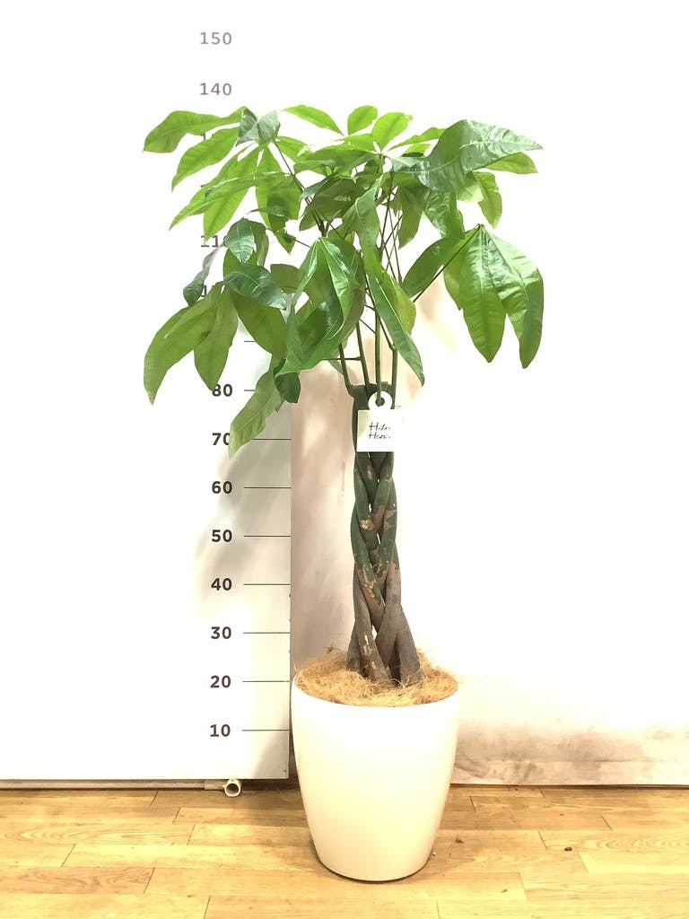 観葉植物 パキラ 8号 ねじり ラスターポット 付き | 観葉植物