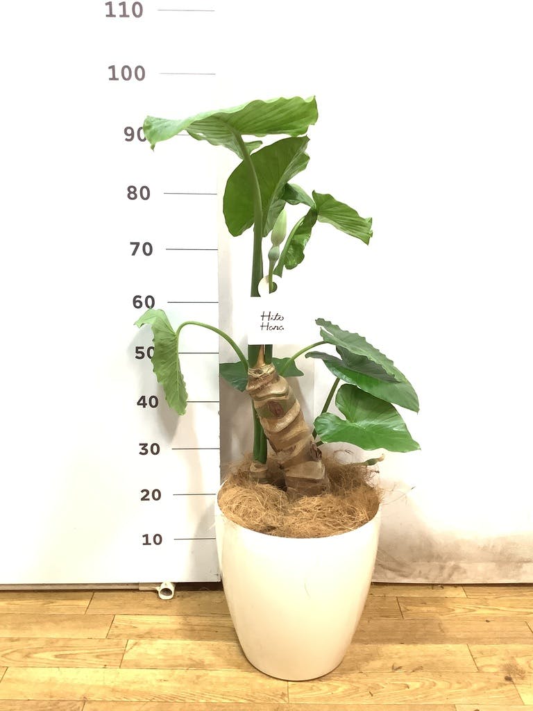 観葉植物 アロカシア 8号 オドラ（クワズイモ） ライム ドゥオ