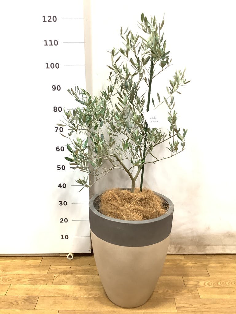 観葉植物 オリーブの木 8号 ピクアル ラッシュバスケット
