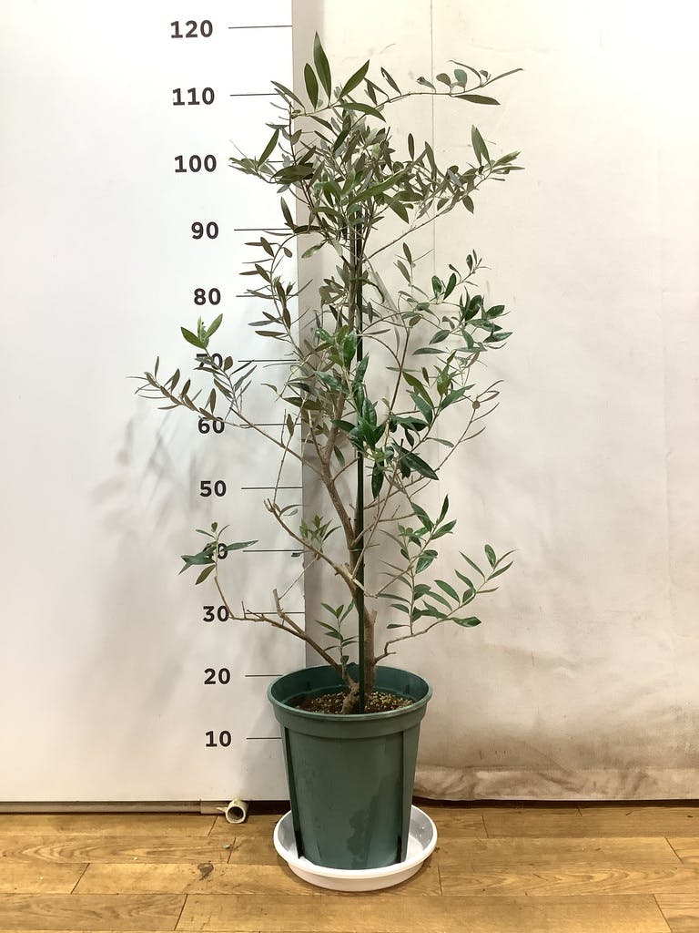 オリーブの木　芸術的バスケット　存在するだけで癒される　約34cm オリーブの木 芸術的バスケット 存在するだけで癒される 約34cm