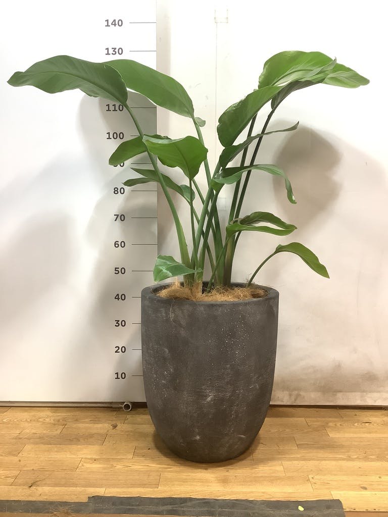 観葉植物 オーガスタ 10号 ジュピター 白 付き | 観葉植物ならHitoHana
