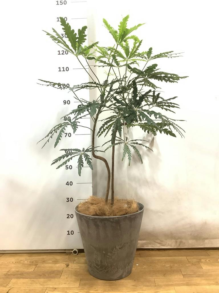 グリーンアラレア 8号 | 観葉植物通販HitoHana(ひとはな)