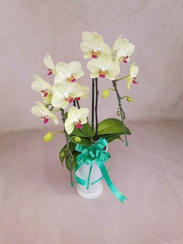 母の日】ミディ胡蝶蘭 イエロー（グリーンピクシー）ツートーンウッド