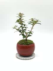 産地直送 盆栽 ヒイラギ 香り姫 Mサイズ 鉢色 赤硝子（白萩の受け皿