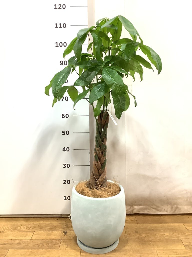 観葉植物 パキラ【200cm】9号 パラソルプラスチック鉢 #68663 ※1都3県