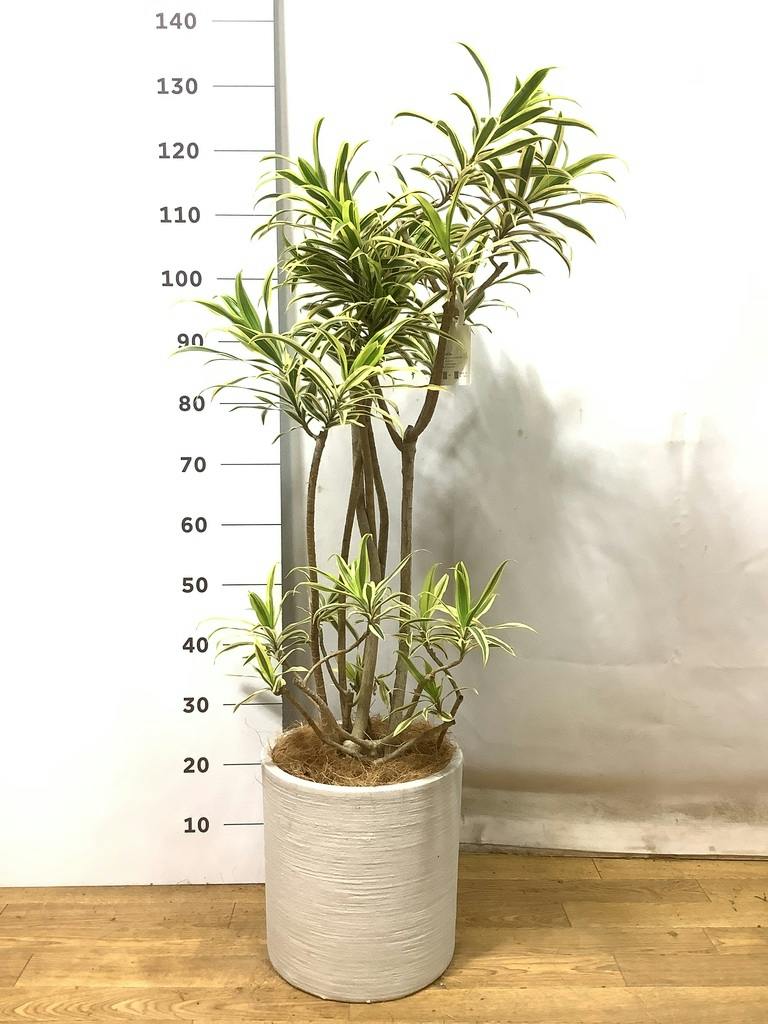 観葉植物 ドラセナ ソング オブ インディア 8号 エディラウンド グレイ