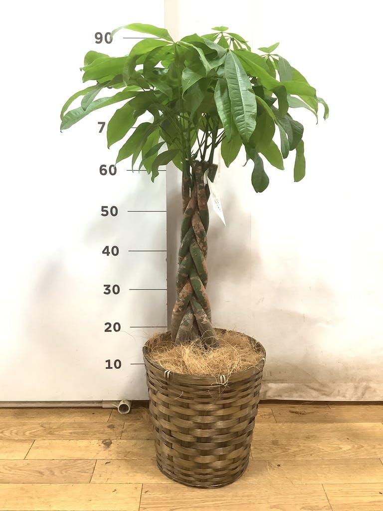 ぱきら（感謝） パキラ ねじり M | 観葉植物の通販 AND PLANTS (アンドプランツ)