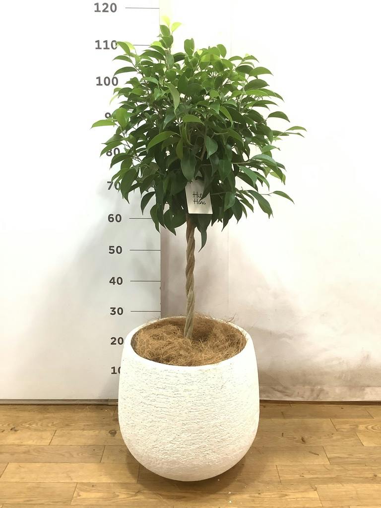 観葉植物 フィカス ベンジャミン 8号 玉造りエコストーンwhite 付き