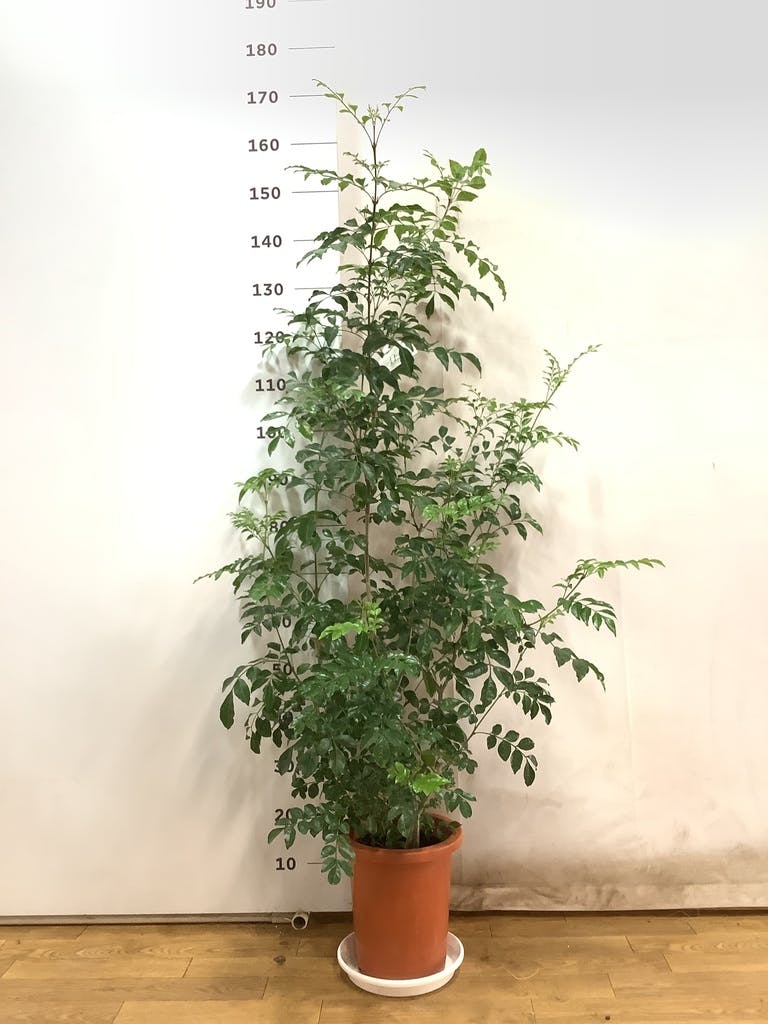エ*ィ様 シマトネリコ　観葉植物　8号　約150センチ シマトネリコ 観葉植物 8号 約150センチ - メルカリ
