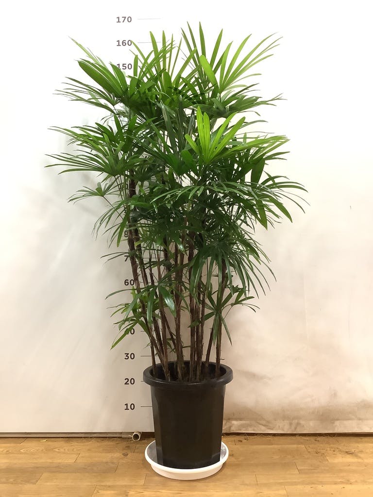 観葉植物 シュロチク（棕櫚竹） 10号 プラスチック鉢 | 観葉植物
