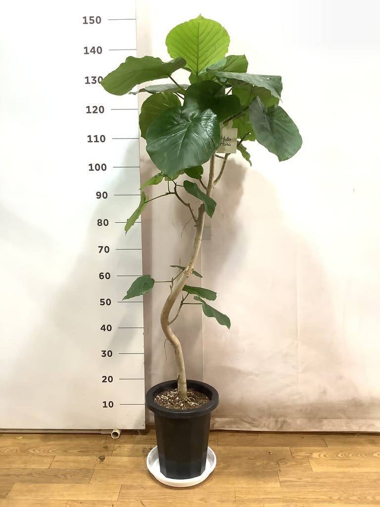 観葉植物 フィカス ウンベラータ 8号 曲り プラスチック鉢 | 観葉植物