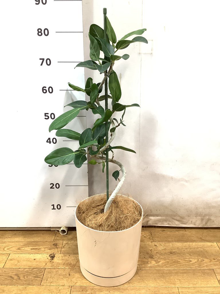 フィカス　ベンガレンシス5 フィカス ベンガレンシス 5号 | 観葉植物通販 HitoHana（ひとはな）