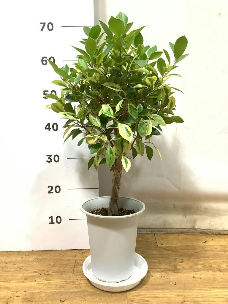 フィカス ベンジャミン ゴールデンスポット | 観葉植物 | 送料無料でお