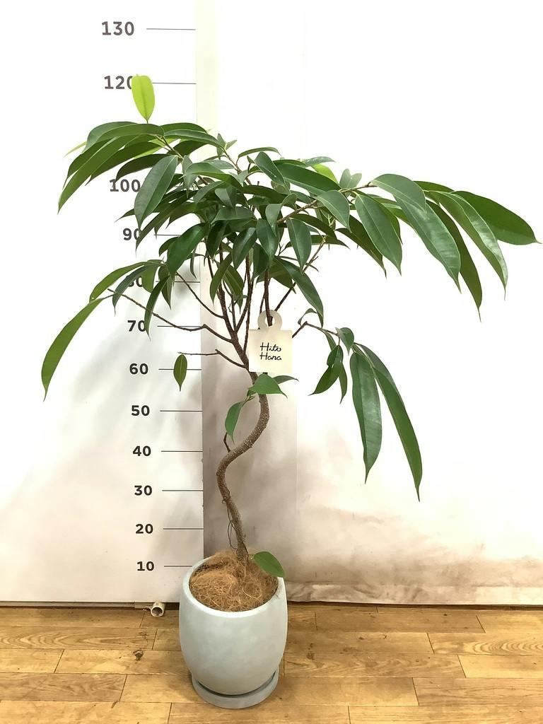 観葉植物 フィカス アムステルダムキング 6号 曲り インティ ホワイト