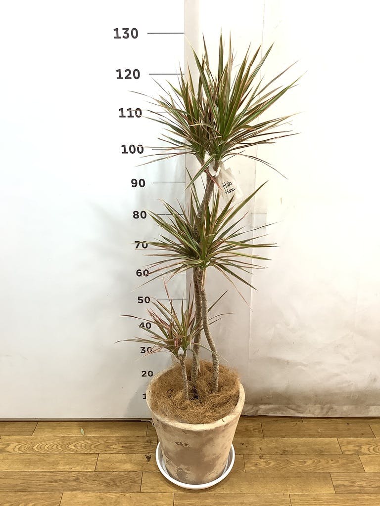 ドラセナ コンシンネ レインボー 8号 | 観葉植物通販HitoHana(ひとはな)