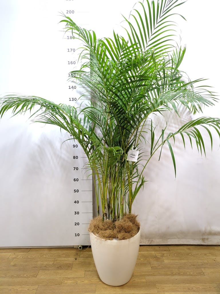 観葉植物 アレカヤシ 10号 ラスターポット 付き | 観葉植物なら