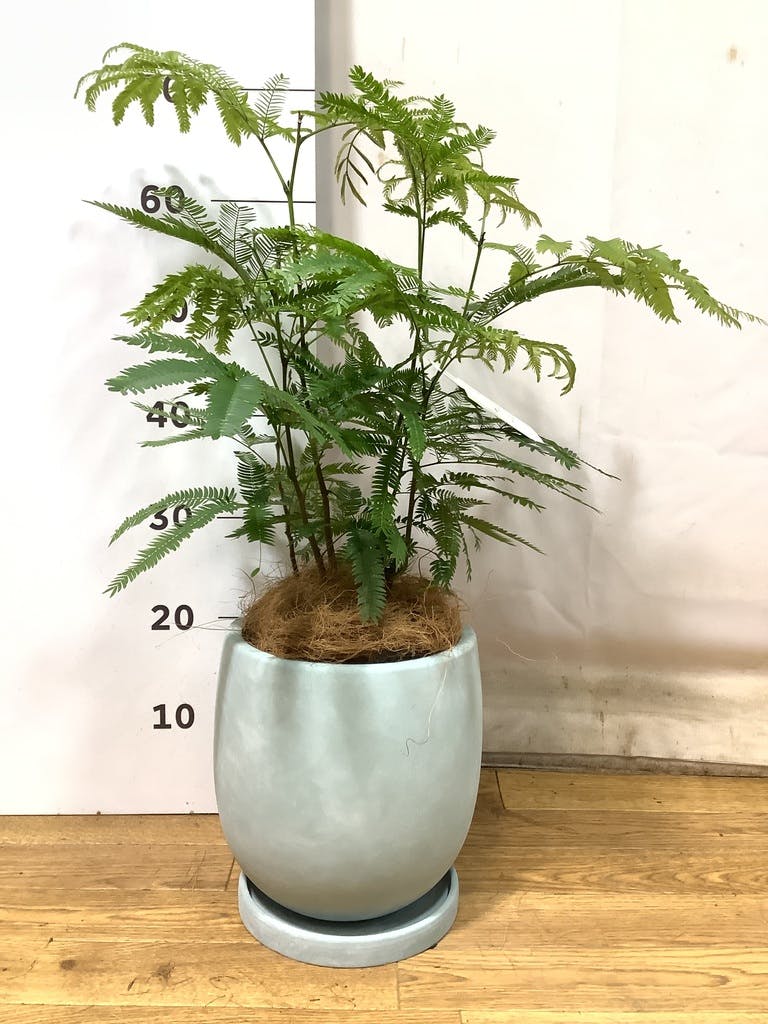 観葉植物 エバーフレッシュ【180cm】9号 プラスチック鉢 #69996 ※1都3