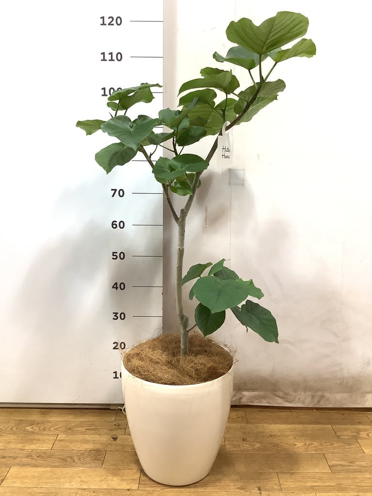 観葉植物 フィカス ウンベラータ 8号 ノーマル ラスターポット