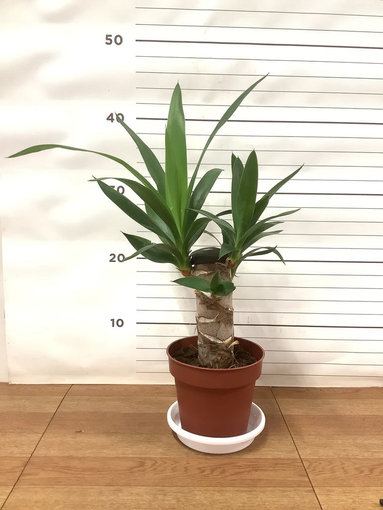 観葉植物 ユッカ 4号 ノーマル プラスチック鉢 | 観葉植物なら