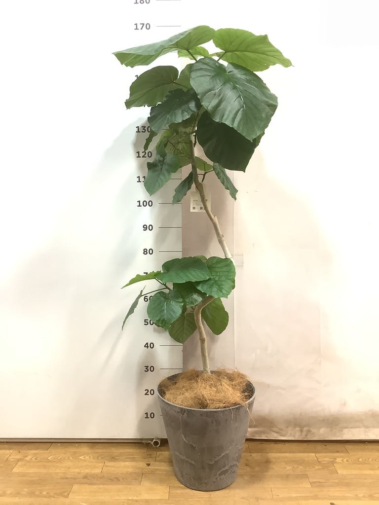観葉植物 フィカス ウンベラータ 8号 曲り アートストーン ラウンド