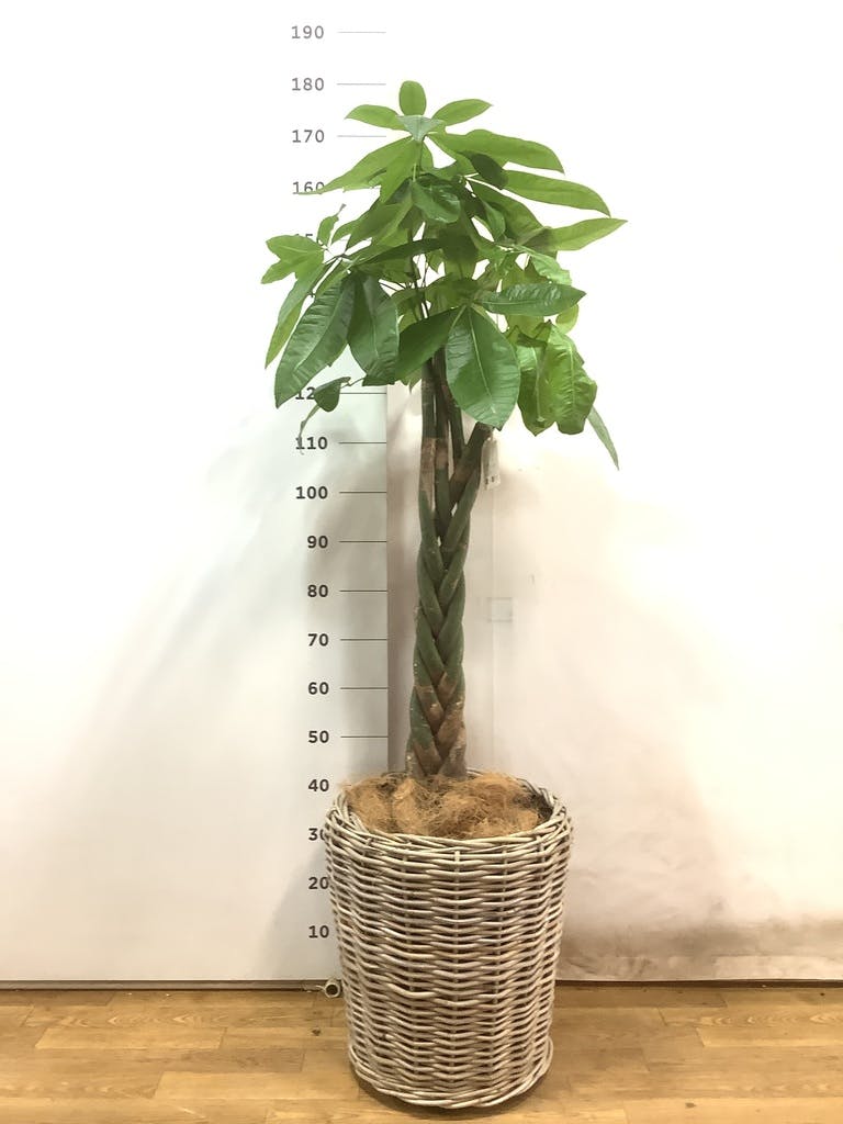 観葉植物 パキラ 10号 ねじり モンデリック ラタン 付き | 観葉植物