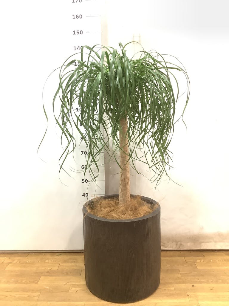 No.217ポニーテール　観葉植物１７０センチ ポニーテール 観葉植物 縦ライン セメント鉢植え トックリラン ノリナ