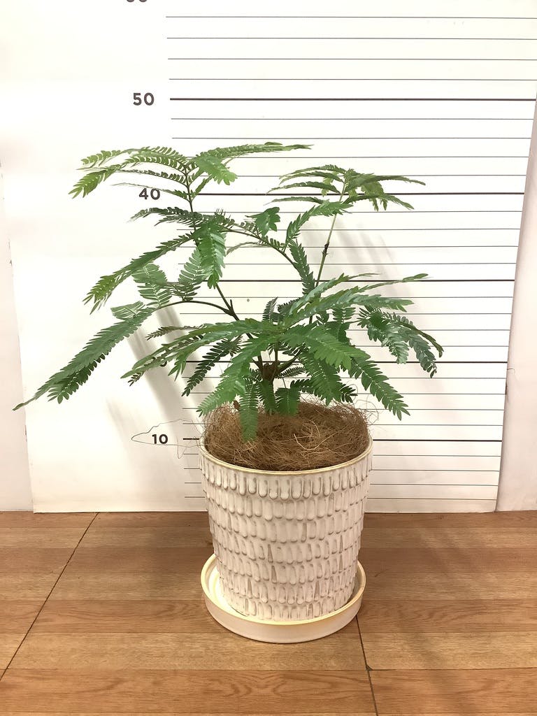 観葉植物 エバーフレッシュ 【180cm】 13号 #72046 ※1都3県配送限定