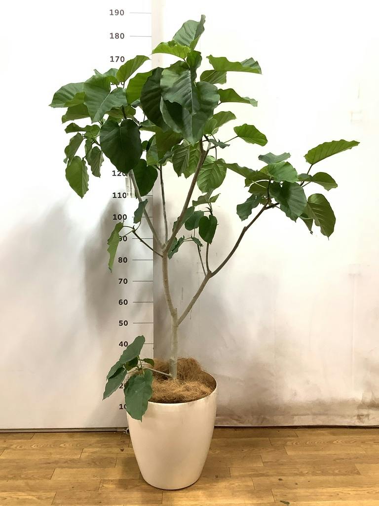 観葉植物 フィカス ウンベラータ 10号 ノーマル プラスチック鉢 | 観葉
