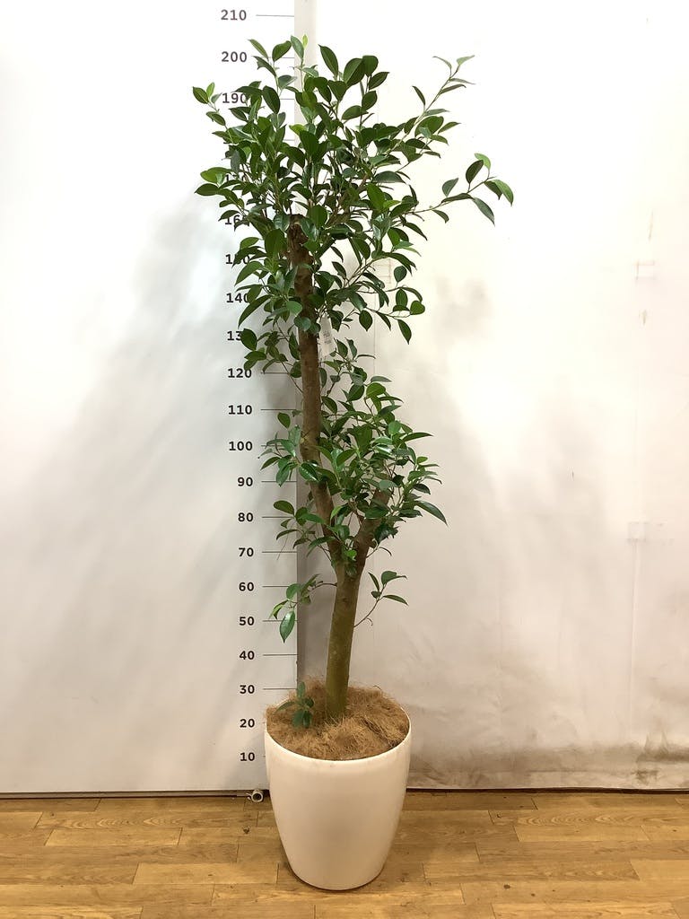 ガジュマル ベビーリーフ | 観葉植物通販 HitoHana（ひとはな）