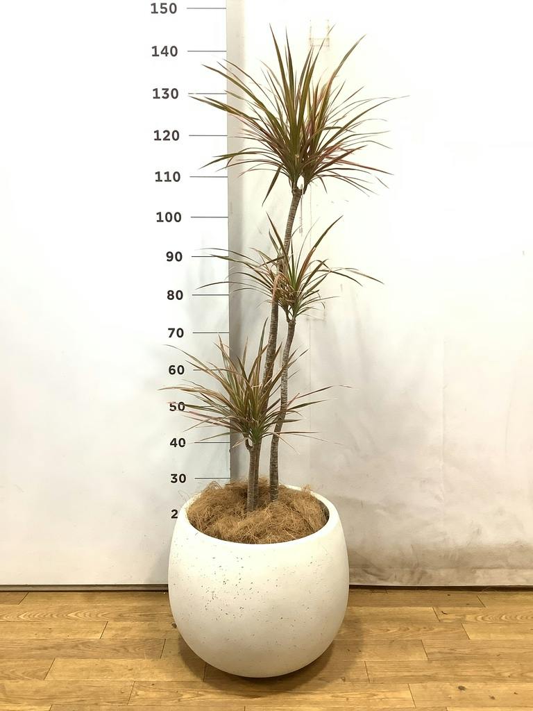 ドラセナ コンシンネ レインボー 1点もの（現品・現物） | 観葉植物