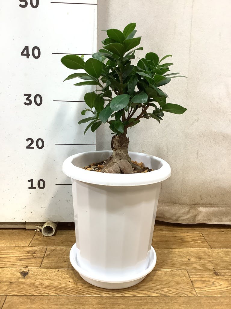 yt　ガジュマル 7号 2鉢セット ガジュマル：パンダガジュマル 7号鉢植え* の通販 | 園芸ネット