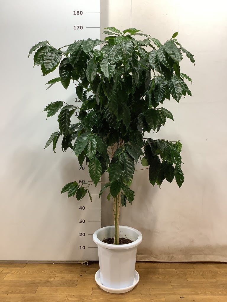 その他観葉植物 yuko image.php?id=2334698&p=shopn&s