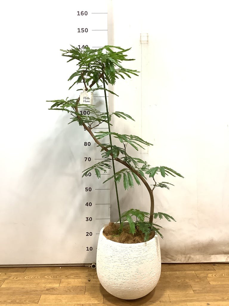 観葉植物 エバーフレッシュ 8号 曲り エコストーンwhite 付き