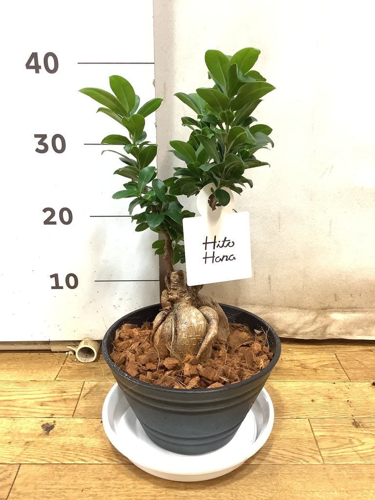 ガジュマル 7号 | 観葉植物通販HitoHana(ひとはな)