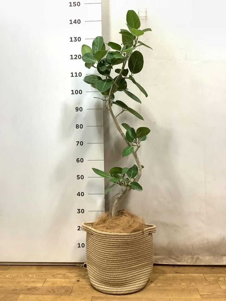 観葉植物 フィカス ベンガレンシス 8号 曲り プラスチック鉢 | 観葉