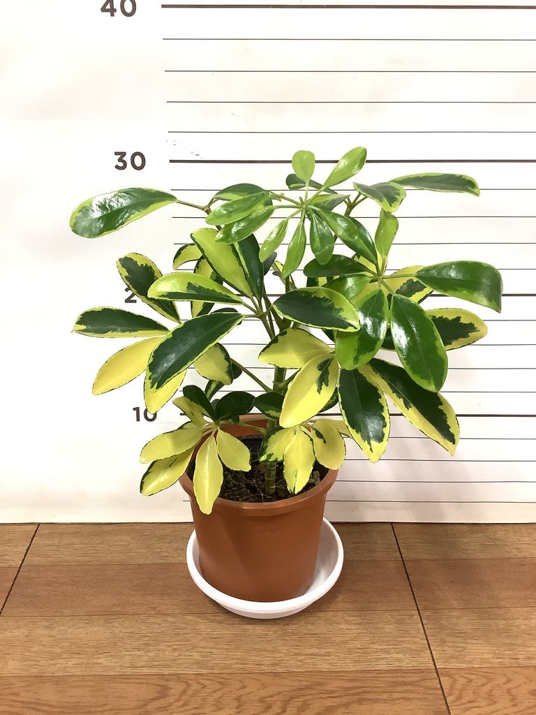 観葉植物 カポック（シェフレラ）4号 斑入り プラスチック鉢