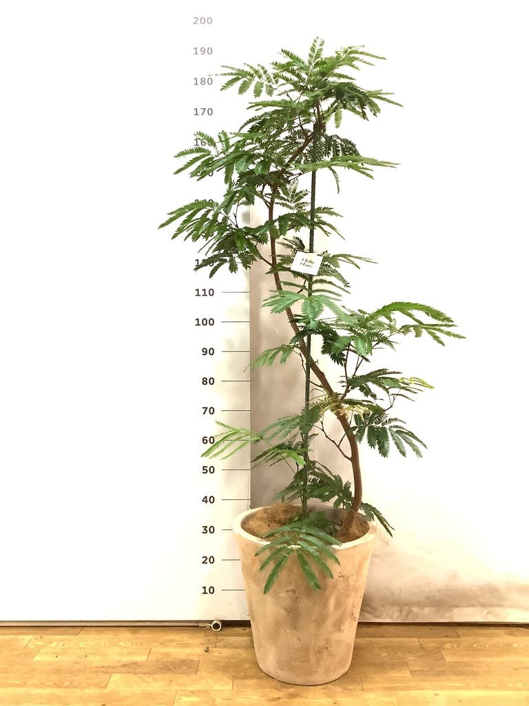 観葉植物 エバーフレッシュ 10号 曲り ルーガ アンティコ ソリッド