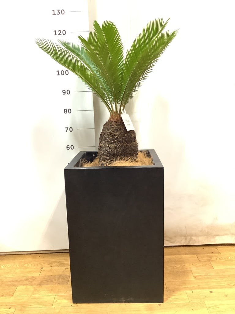 A*9様 ドラセナ　約120cm ソテツの寄せ植え付き ドラセナ ソテツのおしゃれなアレンジ・飾り方のインテリア実例