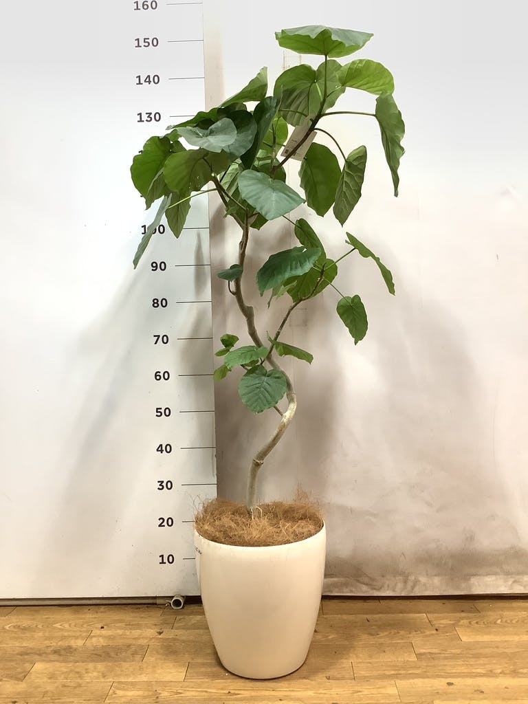 観葉植物 フィカス ウンベラータ 8号 曲り 竹バスケット 付き | 観葉