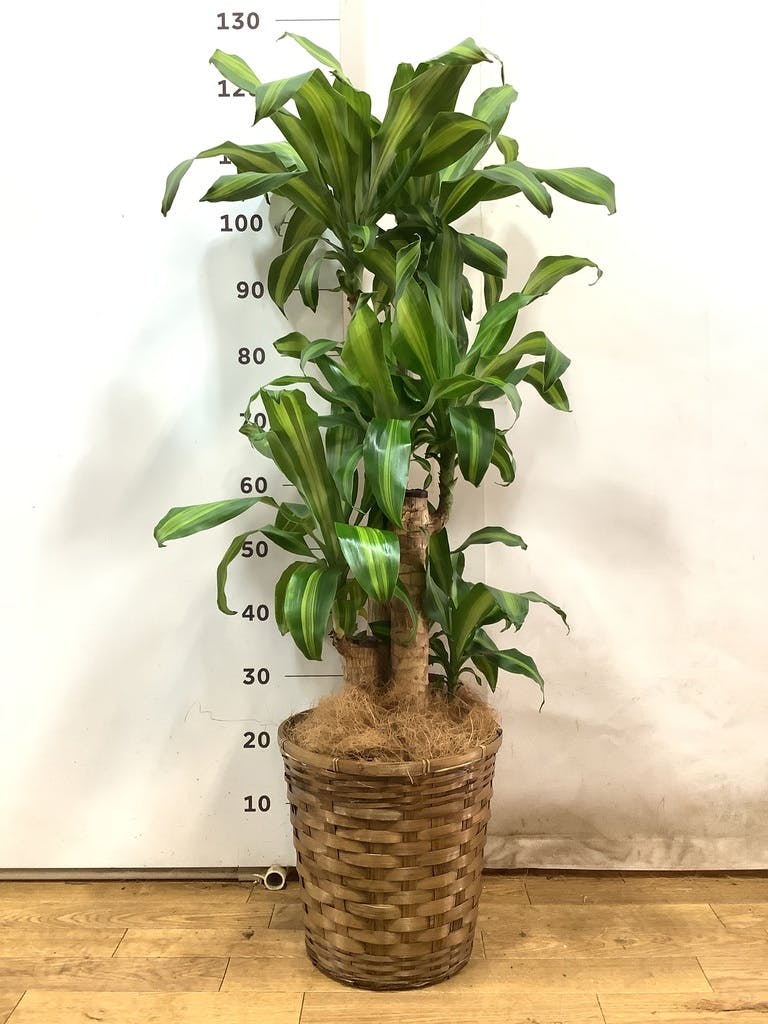 ［現品］17番　ドラセナ　コンパクタ　８号　観葉植物　室内　大型　幸福の木 現品］17番 ドラセナ コンパクタ 8号 観葉植物 室内 大型