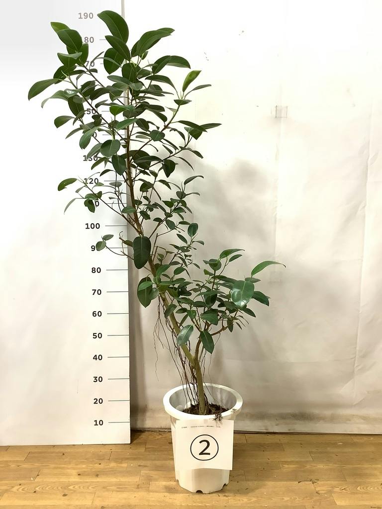 観葉植物 フランスゴムの木 10号 気根 ブリティッシュキューブ 付き 