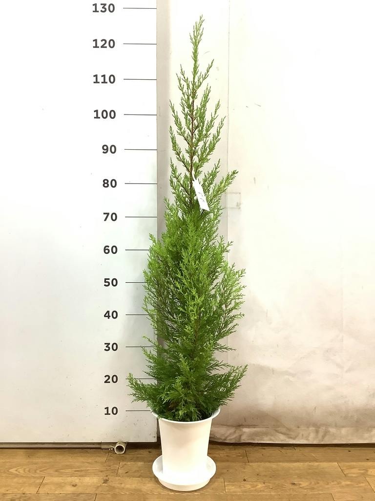 観葉植物 ゴールドクレスト 6号 ノーマル プラスチック鉢 | 観葉植物
