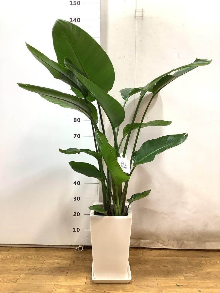 ストレリチア(ストレチア)・オーガスタ 8号鉢 観葉植物 本物