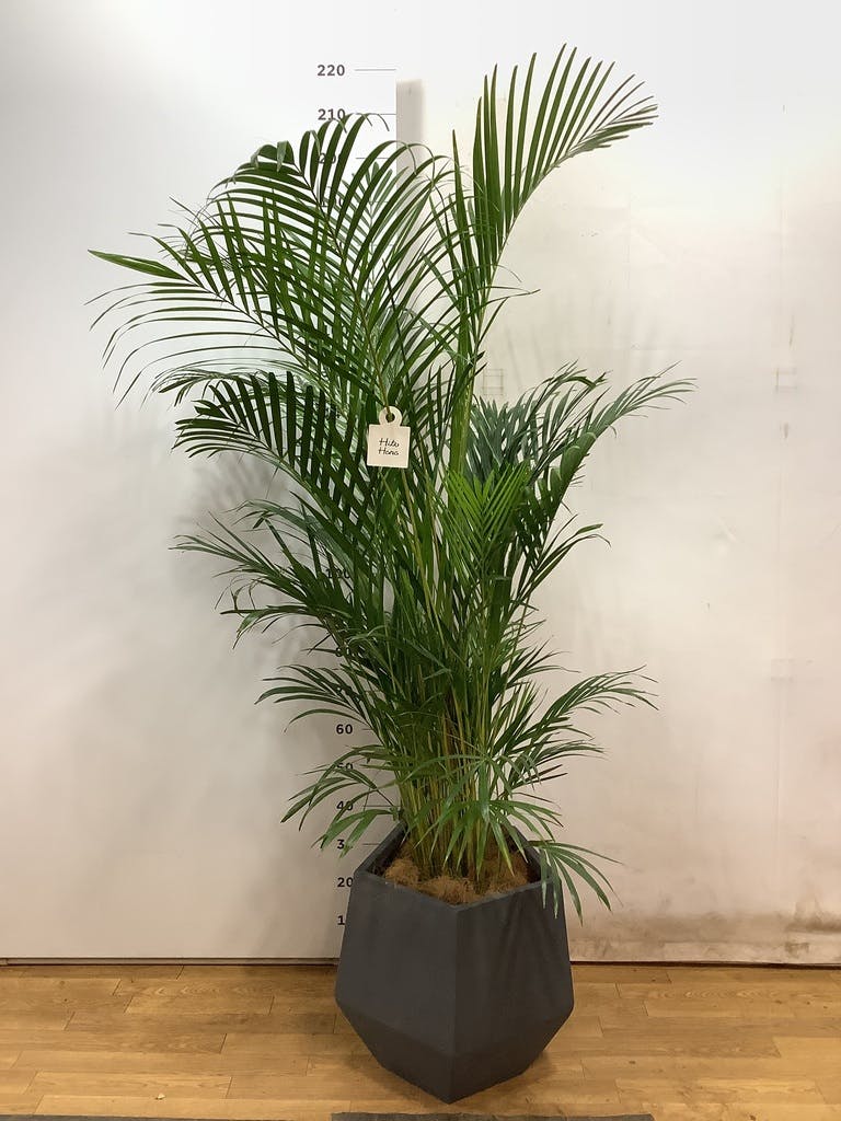観葉植物 アレカヤシ 10号 ファイバークレイGray 付き | 観葉植物なら