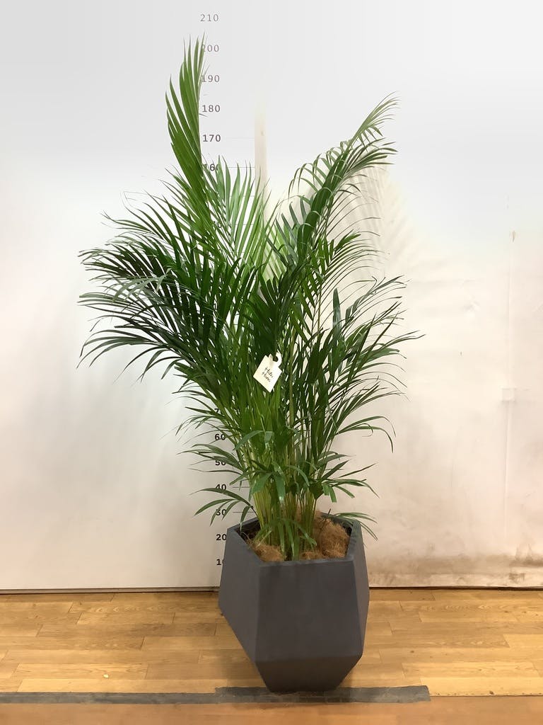 観葉植物 アレカヤシ 10号 ファイバークレイGray 付き | 観葉植物なら