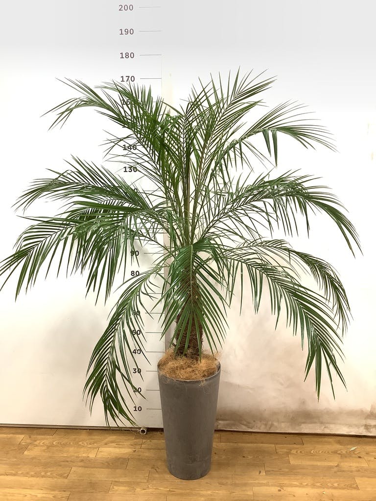 コ*コ様 フェニックス・ロベレニー 【一点もの4本立ち‼️ 】葉先100cm k*9様 フェニックス・ロベレニー 【一点もの4本立ち‼️ 】葉先