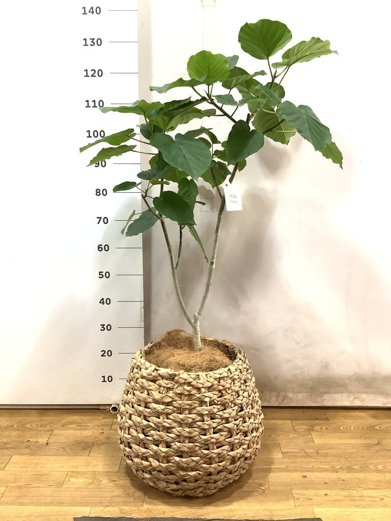 観葉植物 フィカス ウンベラータ 8号 ノーマル ラッシュバスケット