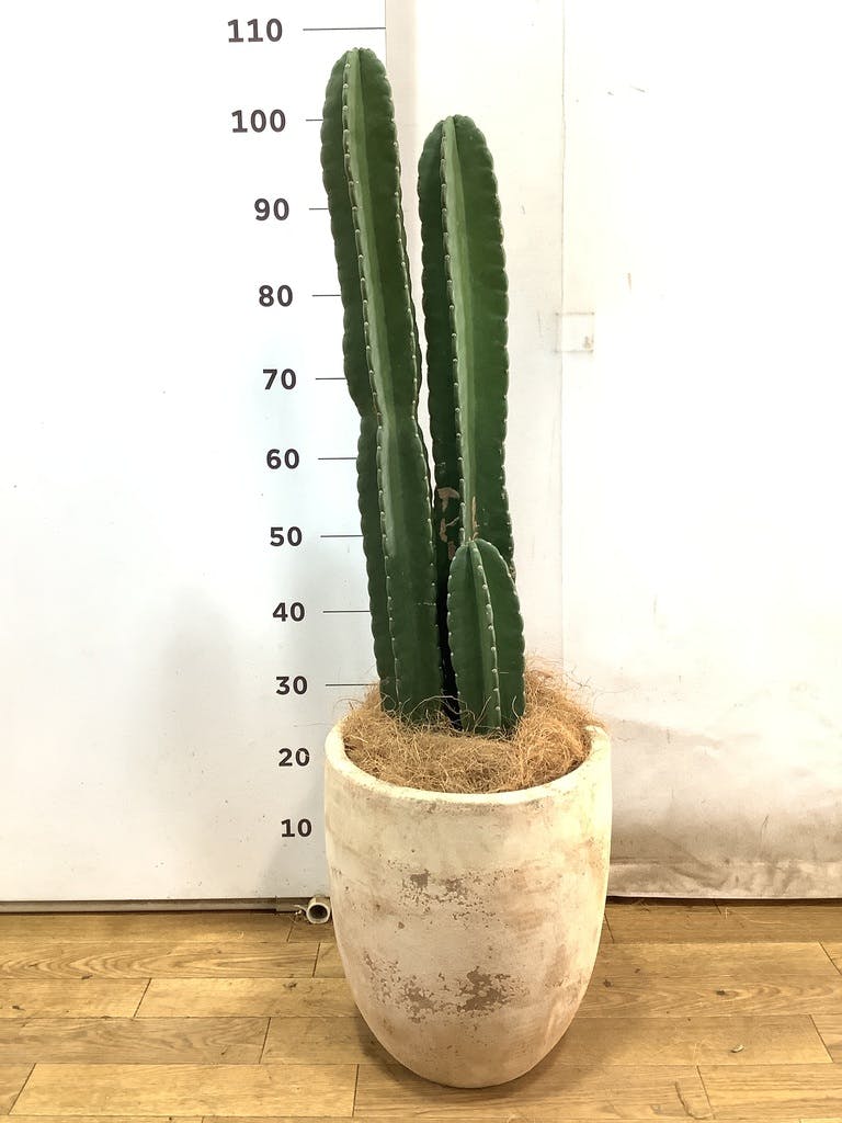 観葉植物 柱サボテン 8号 ルーガ アンティコ アルトエッグ 付き