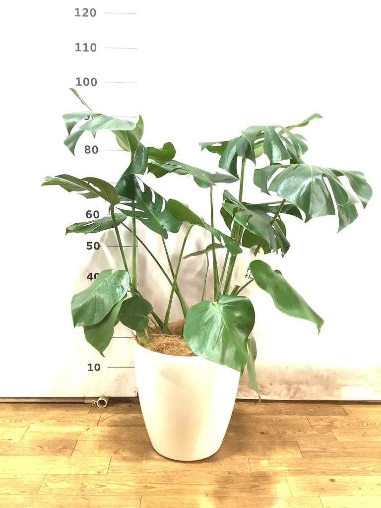 観葉植物 モンステラ 8号 ボサ造り ラスターポット 付き | 観葉